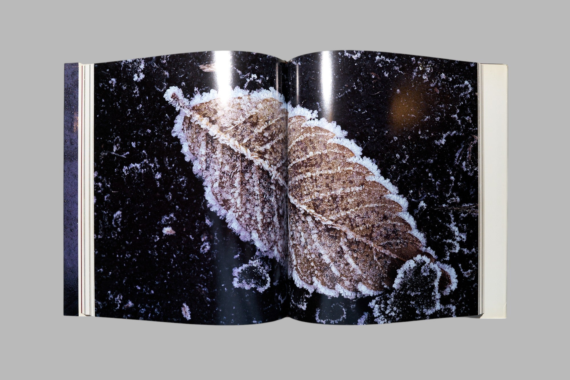 Masao Ohta / Accumulus: Earthwork of Fallen Leaves photo book