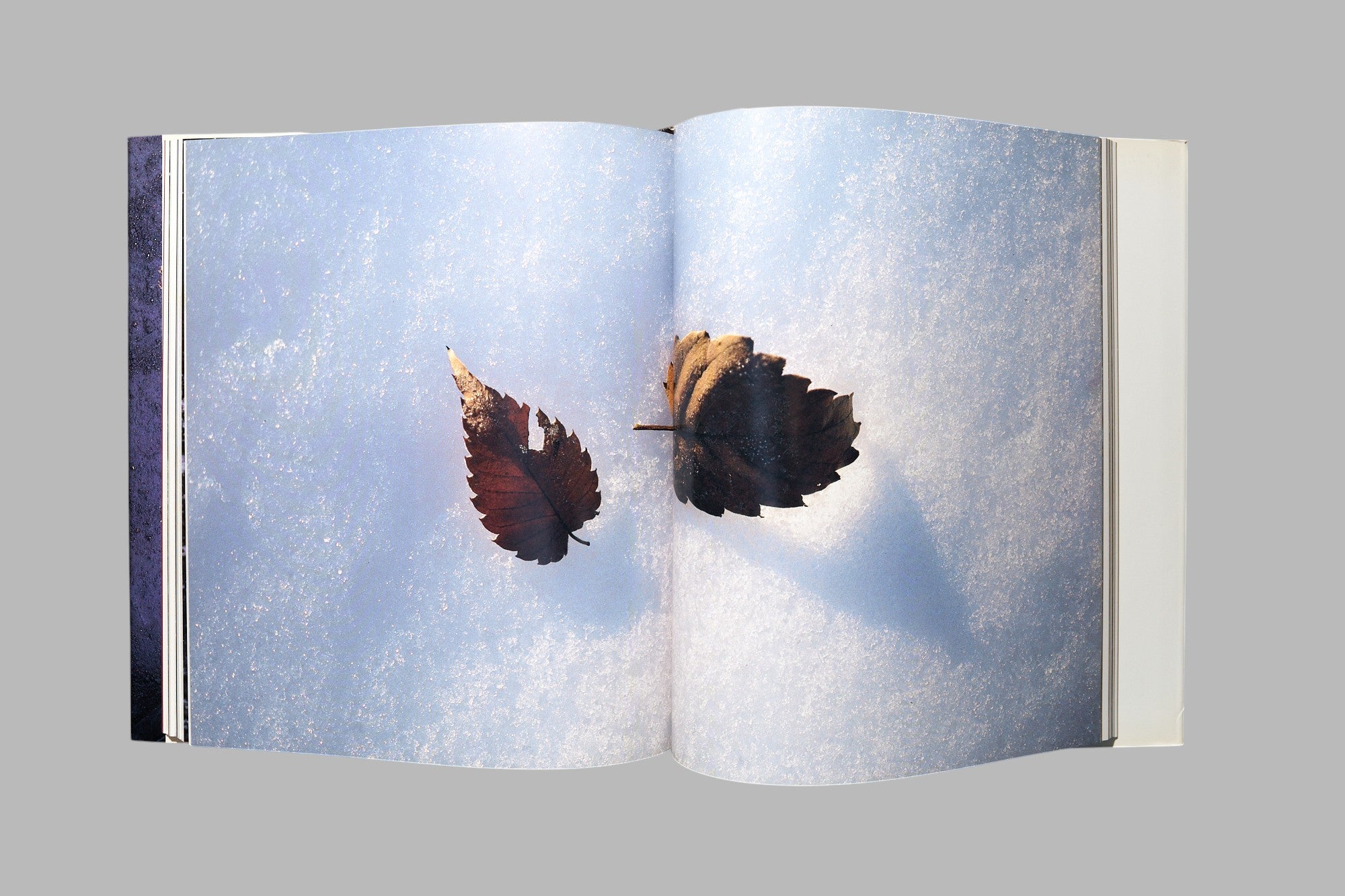 Masao Ohta / Accumulus: Earthwork of Fallen Leaves photo book