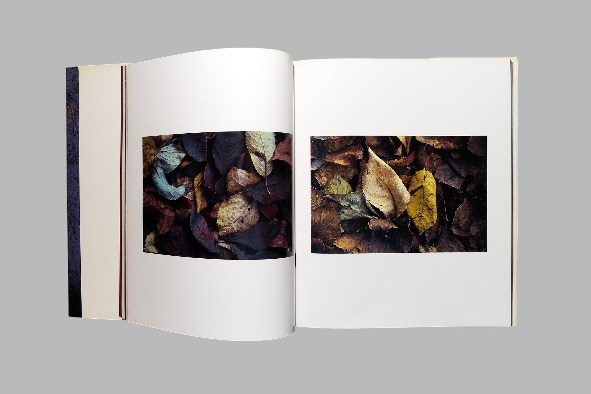 Masao Ohta / Accumulus: Earthwork of Fallen Leaves photo book