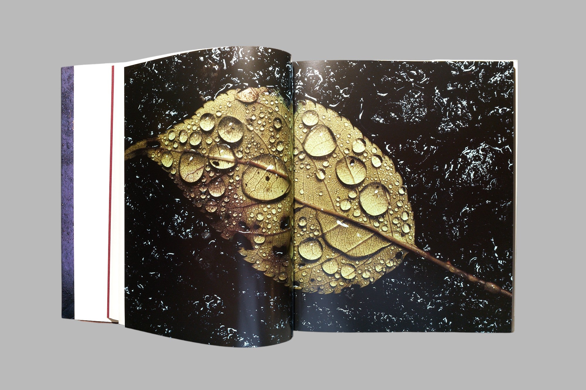Masao Ohta / Accumulus: Earthwork of Fallen Leaves photo book
