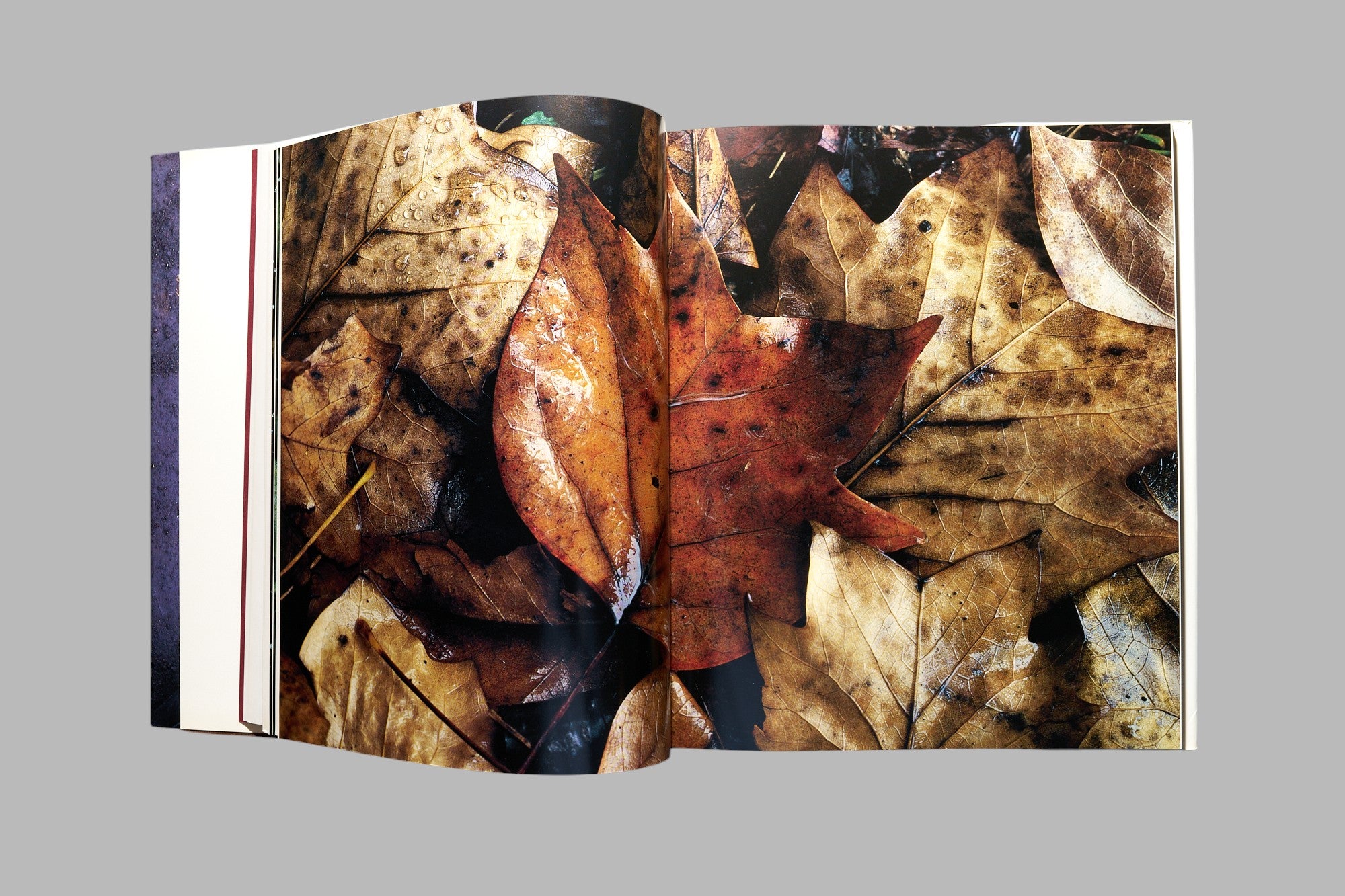 落葉　写真集　ACCUMULUS　by　MASAO OHTA　オオタマサオ Masao Ohta / Accumulus: Earthwork of Fallen Leaves photo book