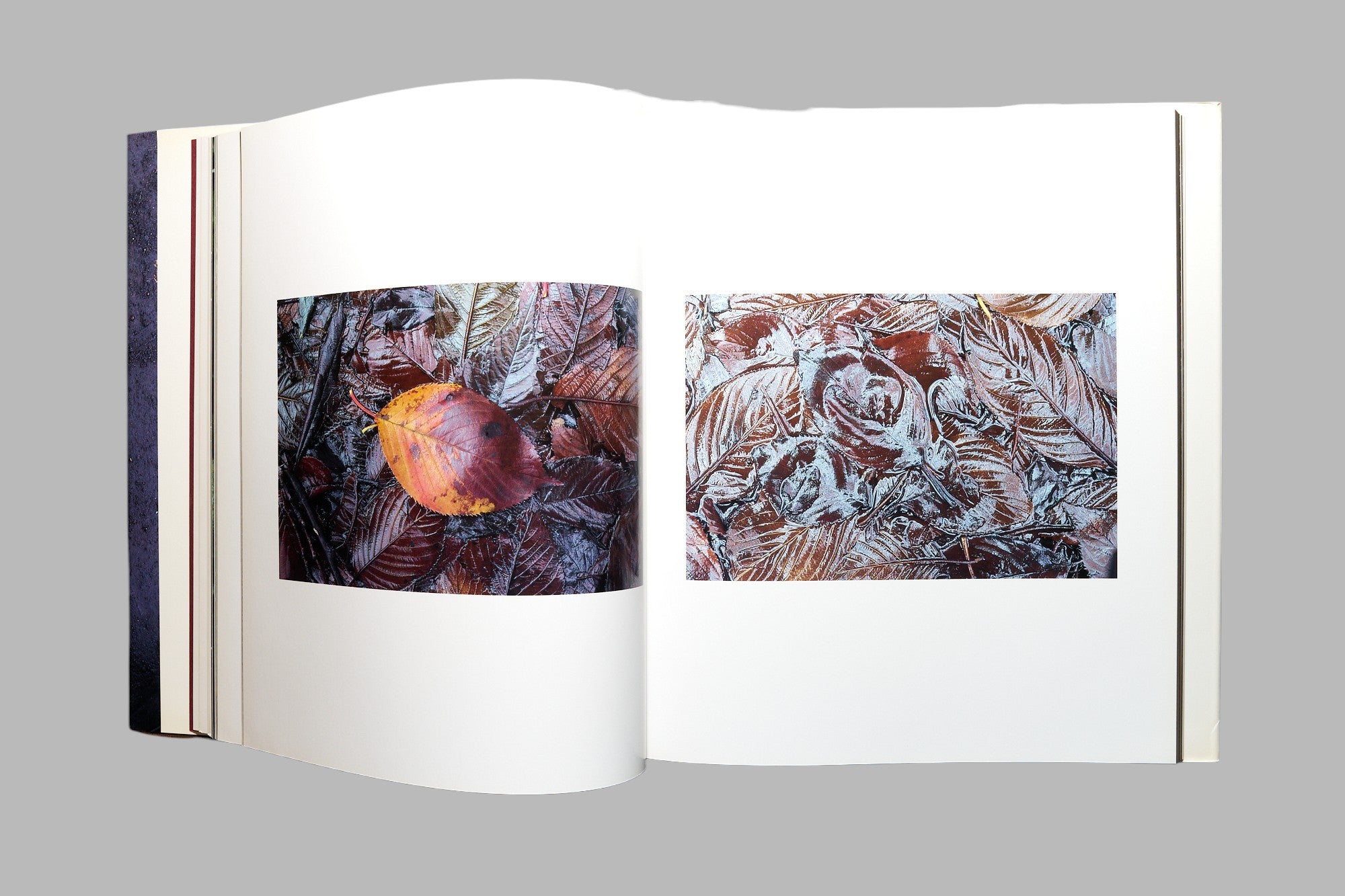 落葉　写真集　ACCUMULUS　by　MASAO OHTA　オオタマサオ Masao Ohta / Accumulus: Earthwork of Fallen Leaves photo book
